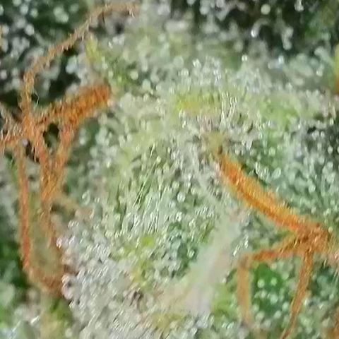 Do-Si-Dos Auto #1 growlog photo: Mikroskopaufnahmen, wenige Bernsteinfarbene Trichome zu sehen