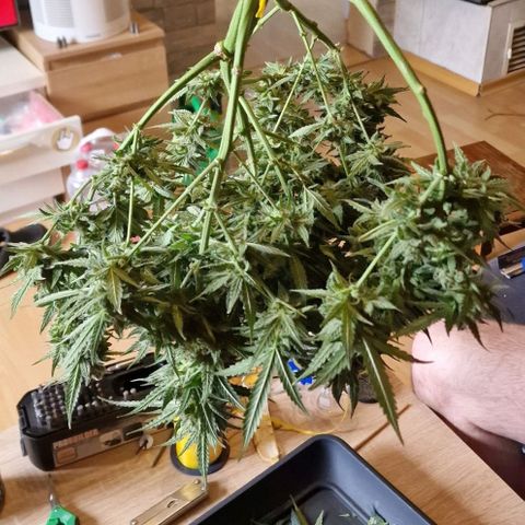 Do-Si-Dos Auto #1 growlog photo: Kurz nach cut, während Trimmen