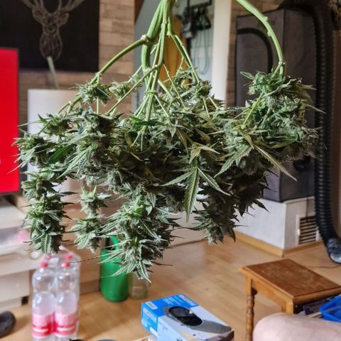 Do-Si-Dos Auto #1 growlog photo: Kurz nach cut, während Trimmen