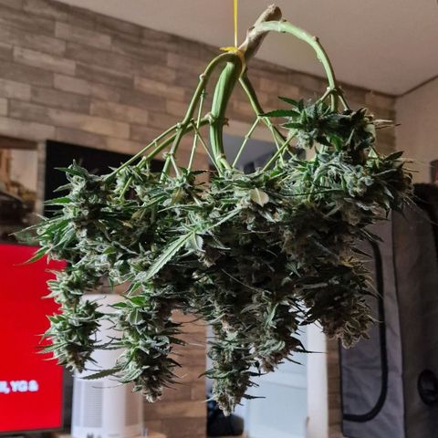 Do-Si-Dos Auto #1 growlog photo: Kurz nach cut, während Trimmen