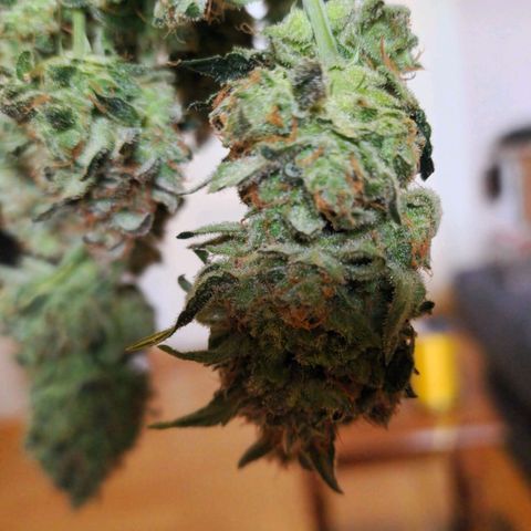 Do-Si-Dos Auto #1 growlog photo: Nach Trimmen, Mainbud wurde entfernt für gleichmäßiger Trocknung