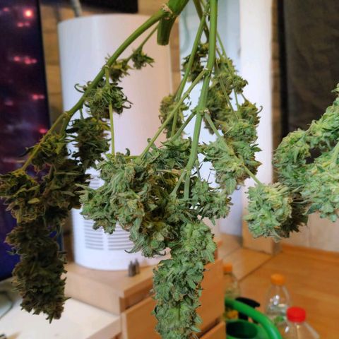 Do-Si-Dos Auto #1 growlog photo: Nach Trimmen, Mainbud wurde entfernt für gleichmäßiger Trocknung