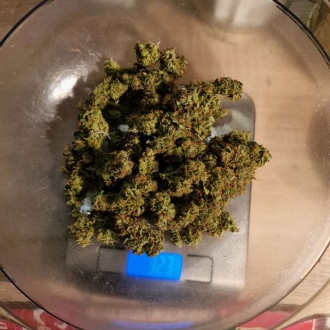 Do-Si-Dos Auto #1 growlog photo: Dry Trim und ab ins Glas
20g am mittleren Trieb
23g am unteren Teil
7,4g Trim (sehr viele Trichome)