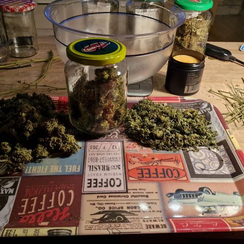 Do-Si-Dos Auto #1 growlog photo: Dry Trim und ab ins Glas
20g am mittleren Trieb
23g am unteren Teil
7,4g Trim (sehr viele Trichome)