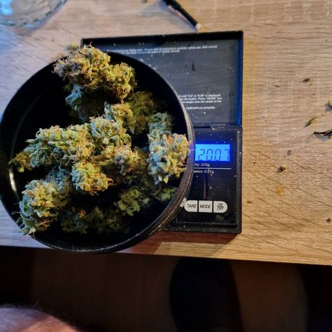 Do-Si-Dos Auto #1 growlog photo: Dry Trim und ab ins Glas
20g am mittleren Trieb
23g am unteren Teil
7,4g Trim (sehr viele Trichome)