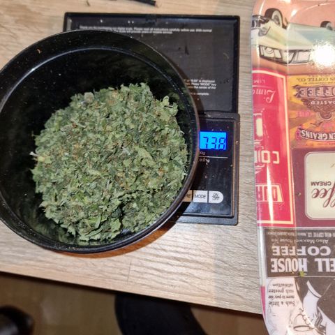 Do-Si-Dos Auto #1 growlog photo: Dry Trim und ab ins Glas
20g am mittleren Trieb
23g am unteren Teil
7,4g Trim (sehr viele Trichome)
