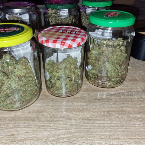 Do-Si-Dos Auto #1 growlog photo: Dry Trim und ab ins Glas
20g am mittleren Trieb
23g am unteren Teil
7,4g Trim (sehr viele Trichome)