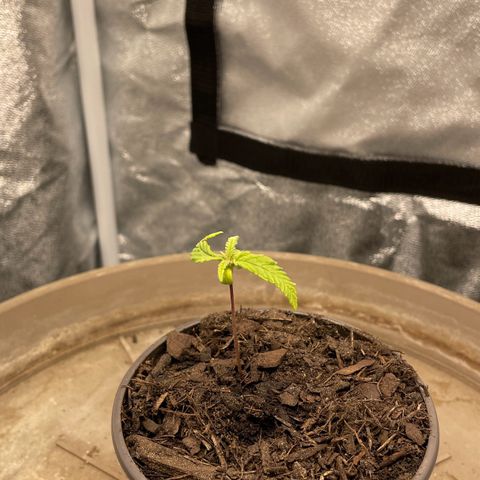 Wedding Cake Zamnesia growlog timeline photo