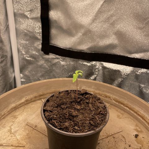 Wedding Cake Zamnesia growlog timeline photo