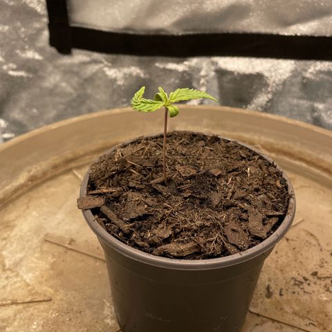 Wedding Cake Zamnesia growlog timeline photo