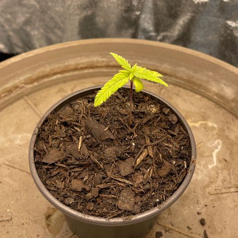 Wedding Cake Zamnesia growlog timeline photo