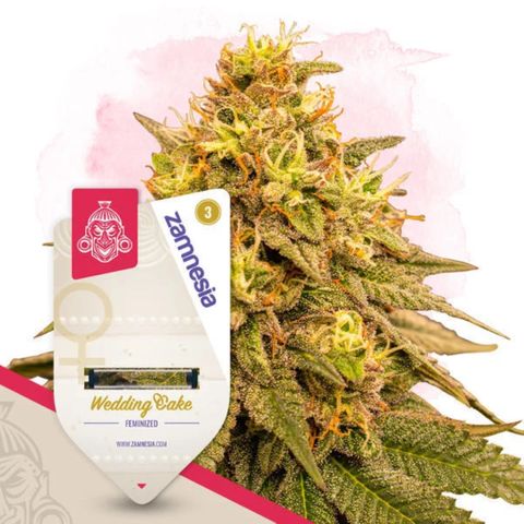 Wedding Cake Zamnesia growlog timeline photo