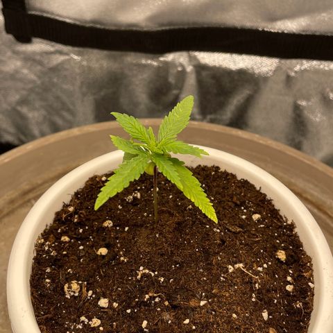 Wedding Cake Zamnesia growlog timeline photo