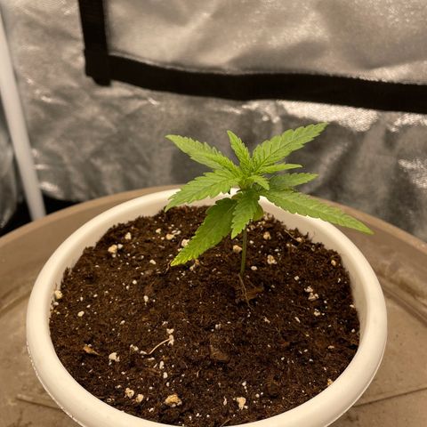 Wedding Cake Zamnesia growlog timeline photo