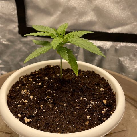 Wedding Cake Zamnesia growlog timeline photo