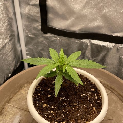 Wedding Cake Zamnesia growlog timeline photo