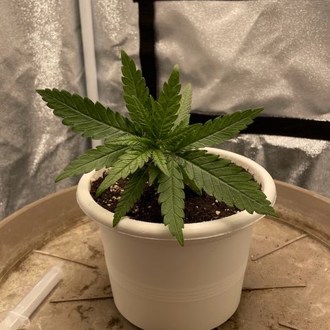 Wedding Cake Zamnesia growlog photo: LST