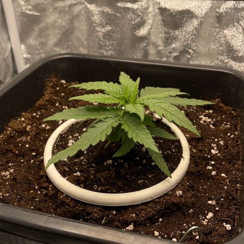 Wedding Cake Zamnesia growlog timeline photo
