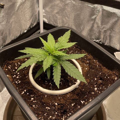 Wedding Cake Zamnesia growlog timeline photo