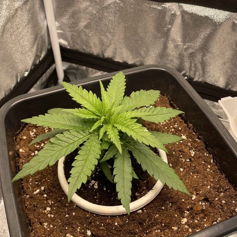 Wedding Cake Zamnesia growlog timeline photo