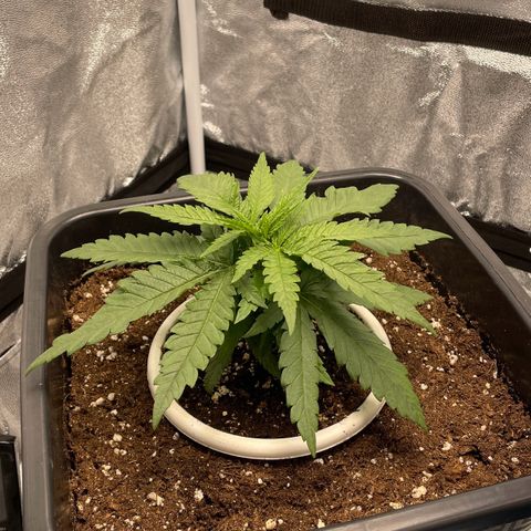 Wedding Cake Zamnesia growlog timeline photo