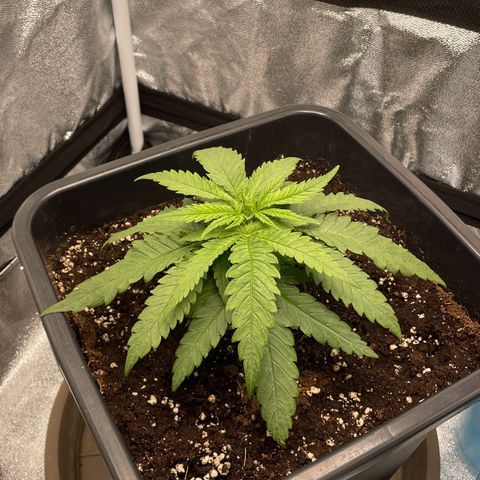 Wedding Cake Zamnesia growlog timeline photo