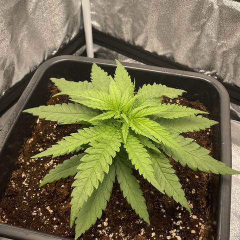 Wedding Cake Zamnesia growlog timeline photo