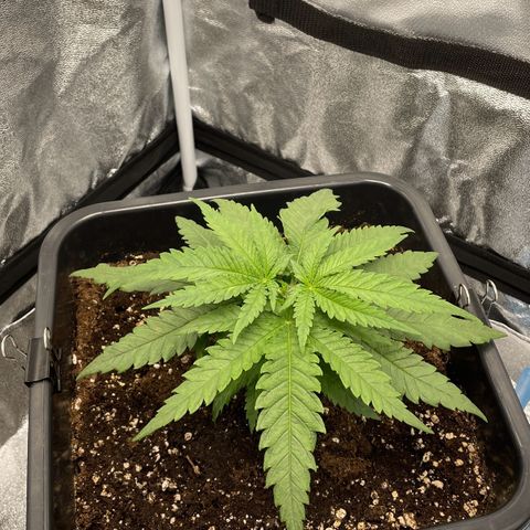 Wedding Cake Zamnesia growlog timeline photo