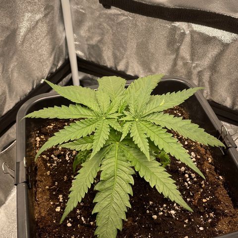 Wedding Cake Zamnesia growlog timeline photo