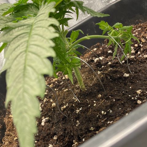 Wedding Cake Zamnesia growlog timeline photo