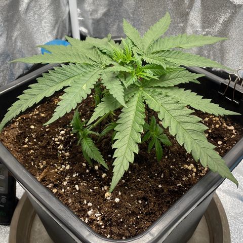 Wedding Cake Zamnesia growlog timeline photo