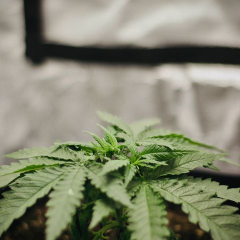 Wedding Cake Zamnesia growlog timeline photo