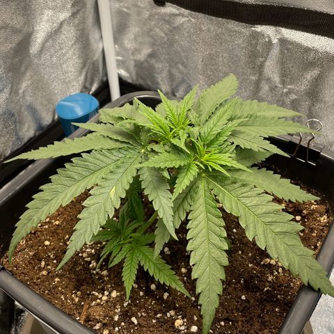Wedding Cake Zamnesia growlog timeline photo
