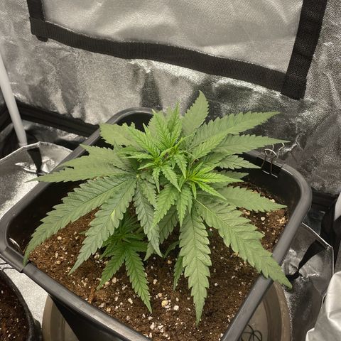 Wedding Cake Zamnesia growlog timeline photo