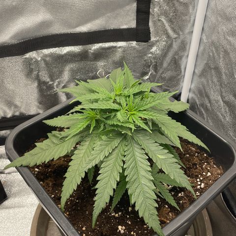 Wedding Cake Zamnesia growlog timeline photo