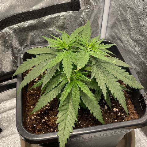 Wedding Cake Zamnesia growlog timeline photo