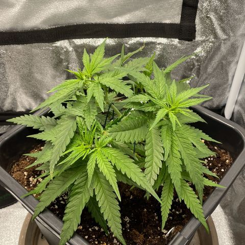 Wedding Cake Zamnesia growlog timeline photo