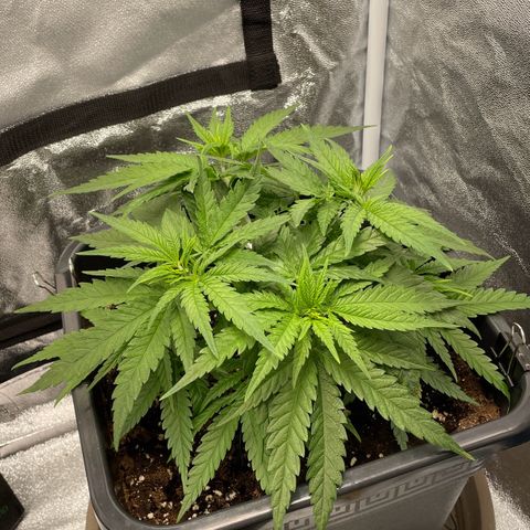 Wedding Cake Zamnesia growlog timeline photo