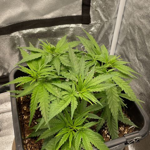 Wedding Cake Zamnesia growlog timeline photo