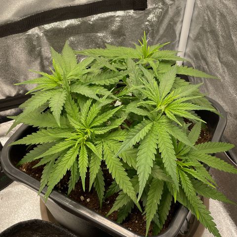 Wedding Cake Zamnesia growlog timeline photo