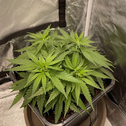 Wedding Cake Zamnesia growlog timeline photo