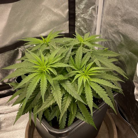 Wedding Cake Zamnesia growlog timeline photo