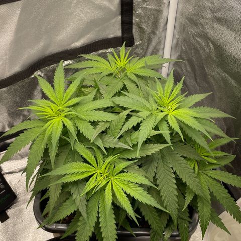 Wedding Cake Zamnesia growlog timeline photo