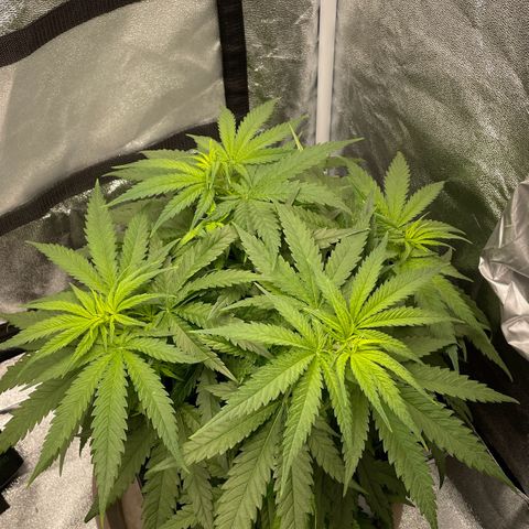 Wedding Cake Zamnesia growlog photo: Entlaubt & LST