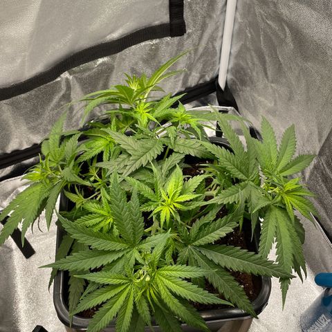 Wedding Cake Zamnesia growlog photo: Entlaubt & LST