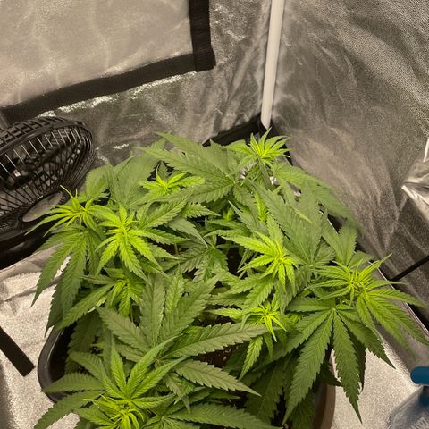 Wedding Cake Zamnesia growlog timeline photo