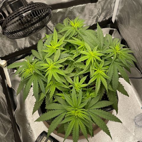 Wedding Cake Zamnesia growlog timeline photo