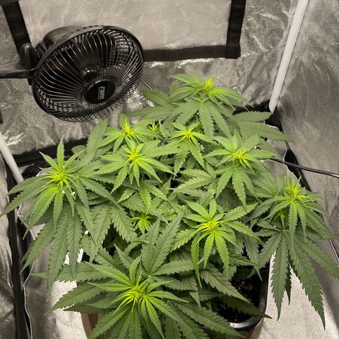 Wedding Cake Zamnesia growlog timeline photo