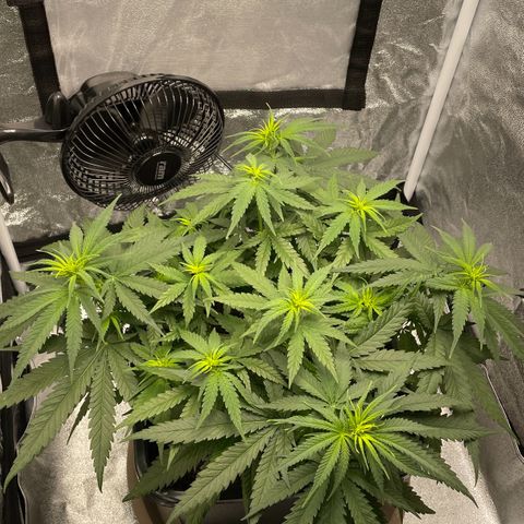 Wedding Cake Zamnesia growlog timeline photo