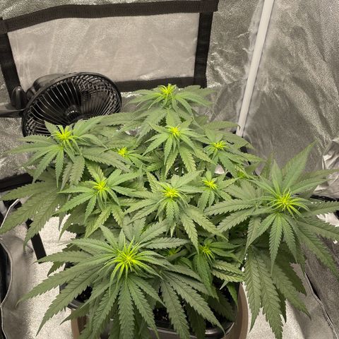 Wedding Cake Zamnesia growlog timeline photo